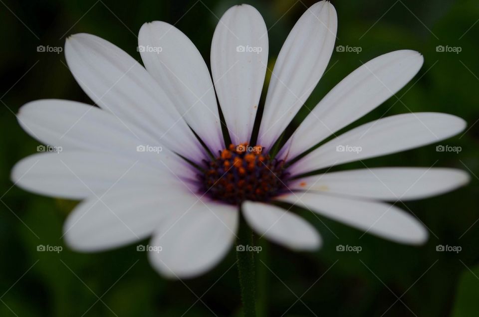 Close-up of flower