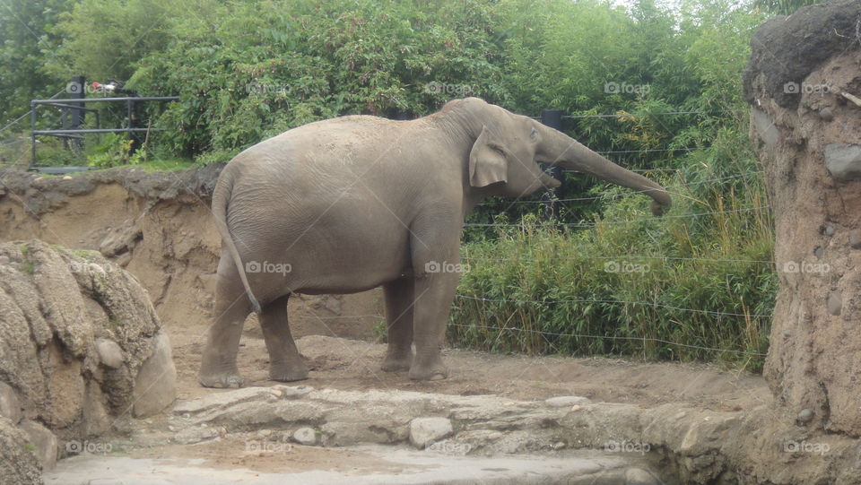 An eating elephant at a Dublin zoo