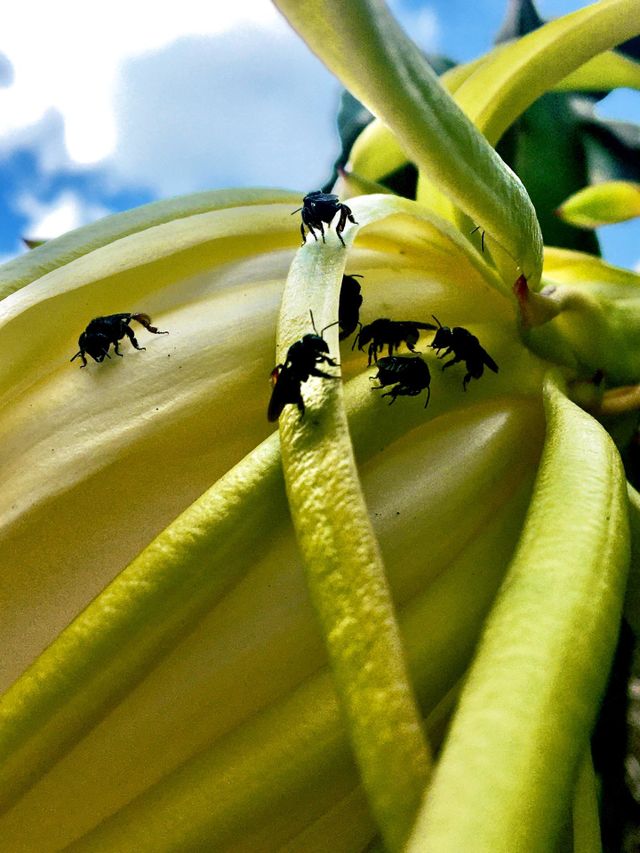 Zangões 🐝