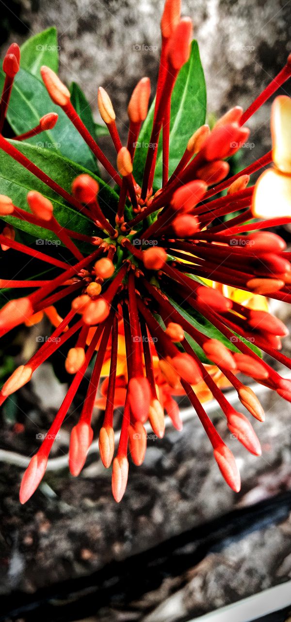 Asoka atau Saraca asoca; bunga yang dianggap suci oleh agama Hindu. Aroma harum pada malam hari di bulan April dan Mei setiap tahunnya. Sering diasosiasikan dengan cinta dan kesucian. Dari famili Fabaceae, kelas Magnoliopsida.