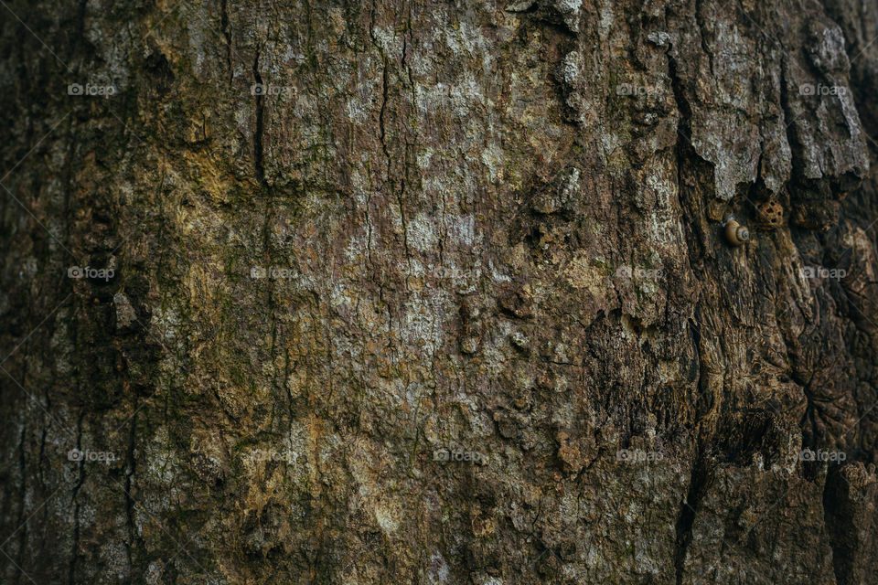 tree bark close-up