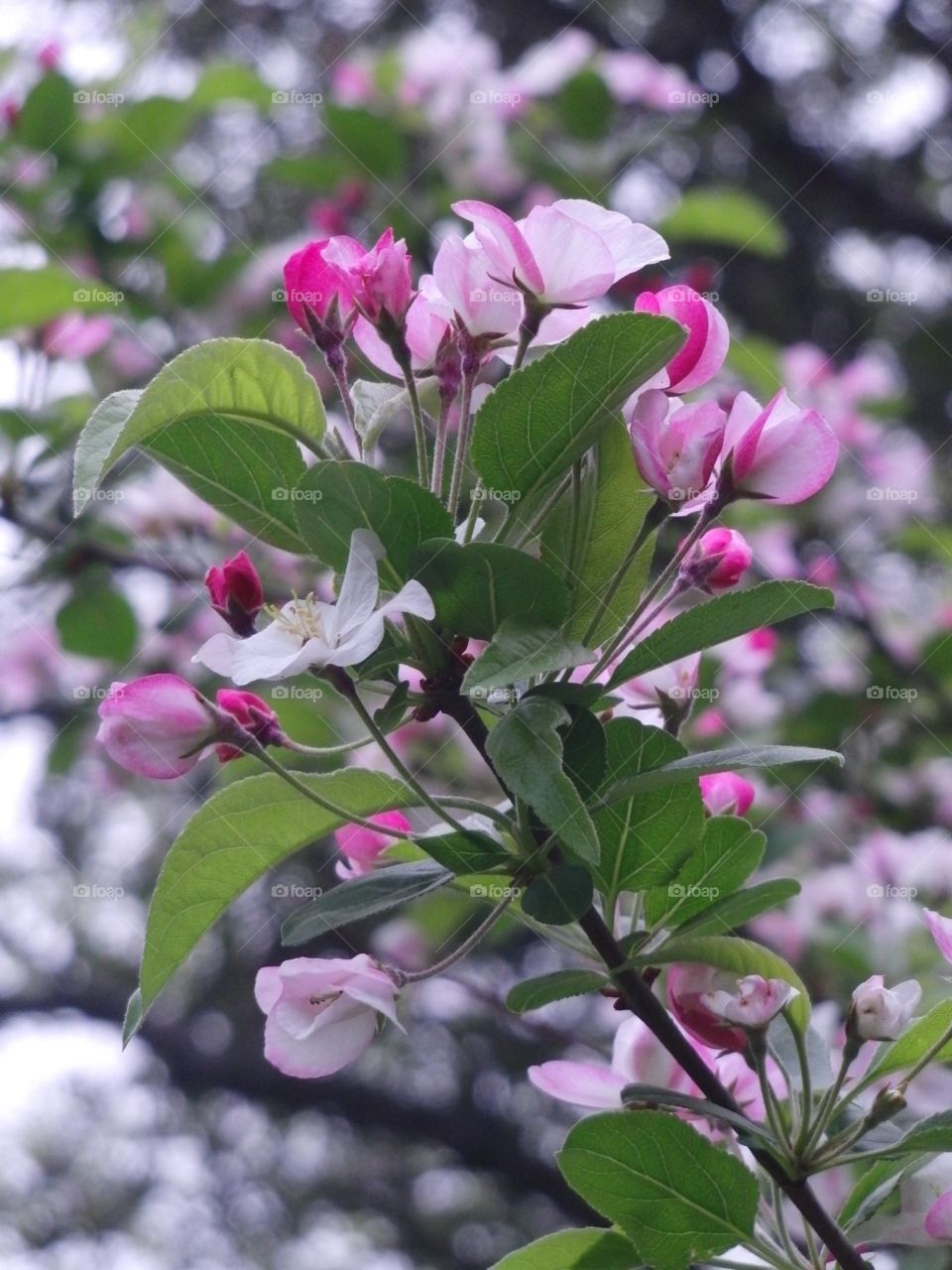 Crabapple Blossoms