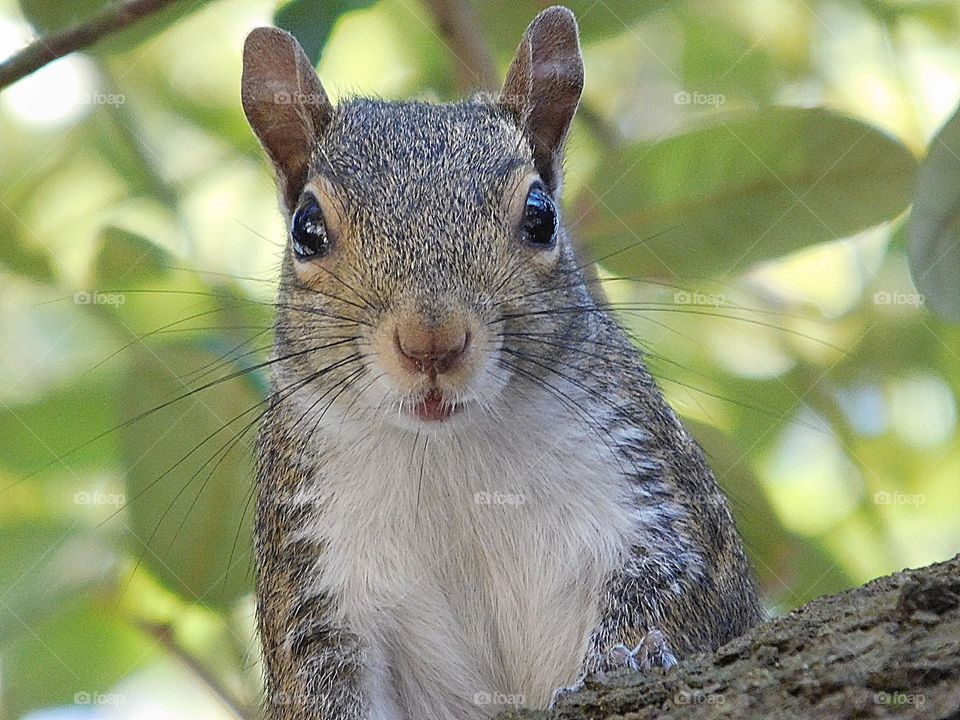 Look at those eyes! Human and animal eyes don’t tell us whether they are kind, cruel or their mood. They just captivate us!