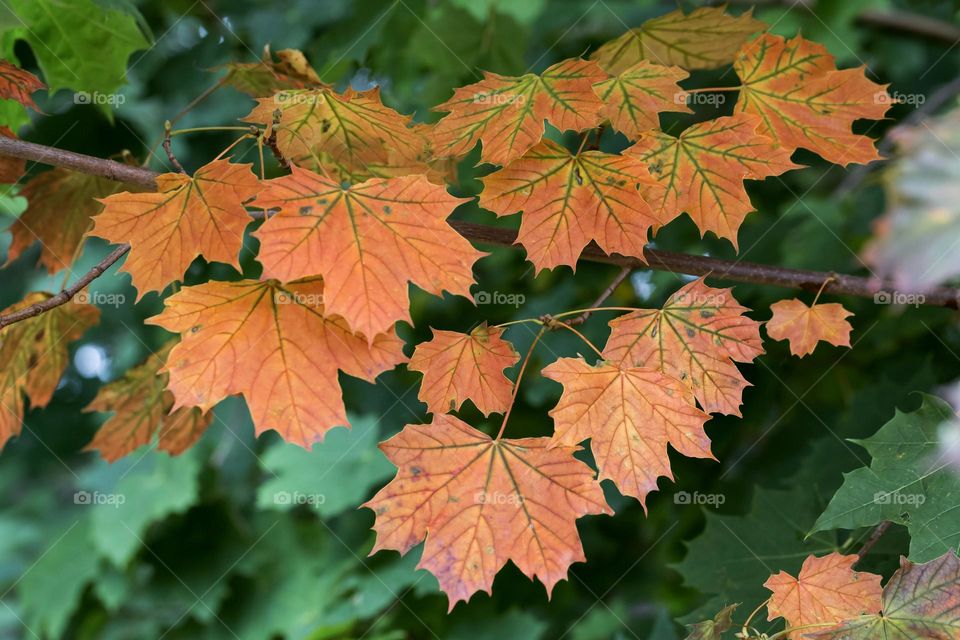 Maple tree leaves changing from green to orange colors in the fall 
