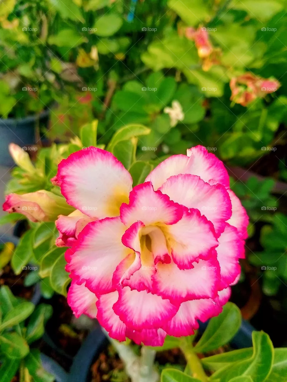 colorful flowers