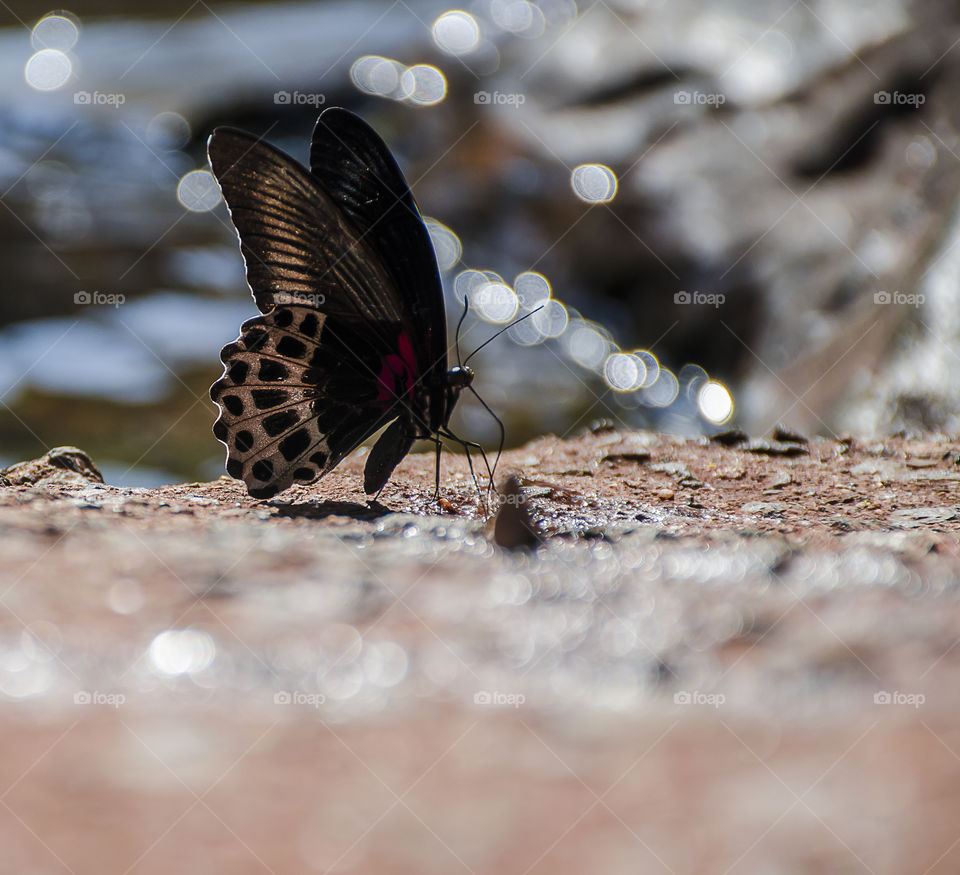 butterfly enjoying waterfall