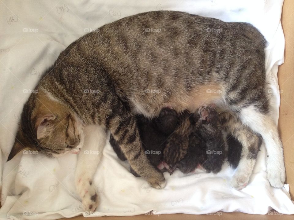 Adorable kittens and their mom.