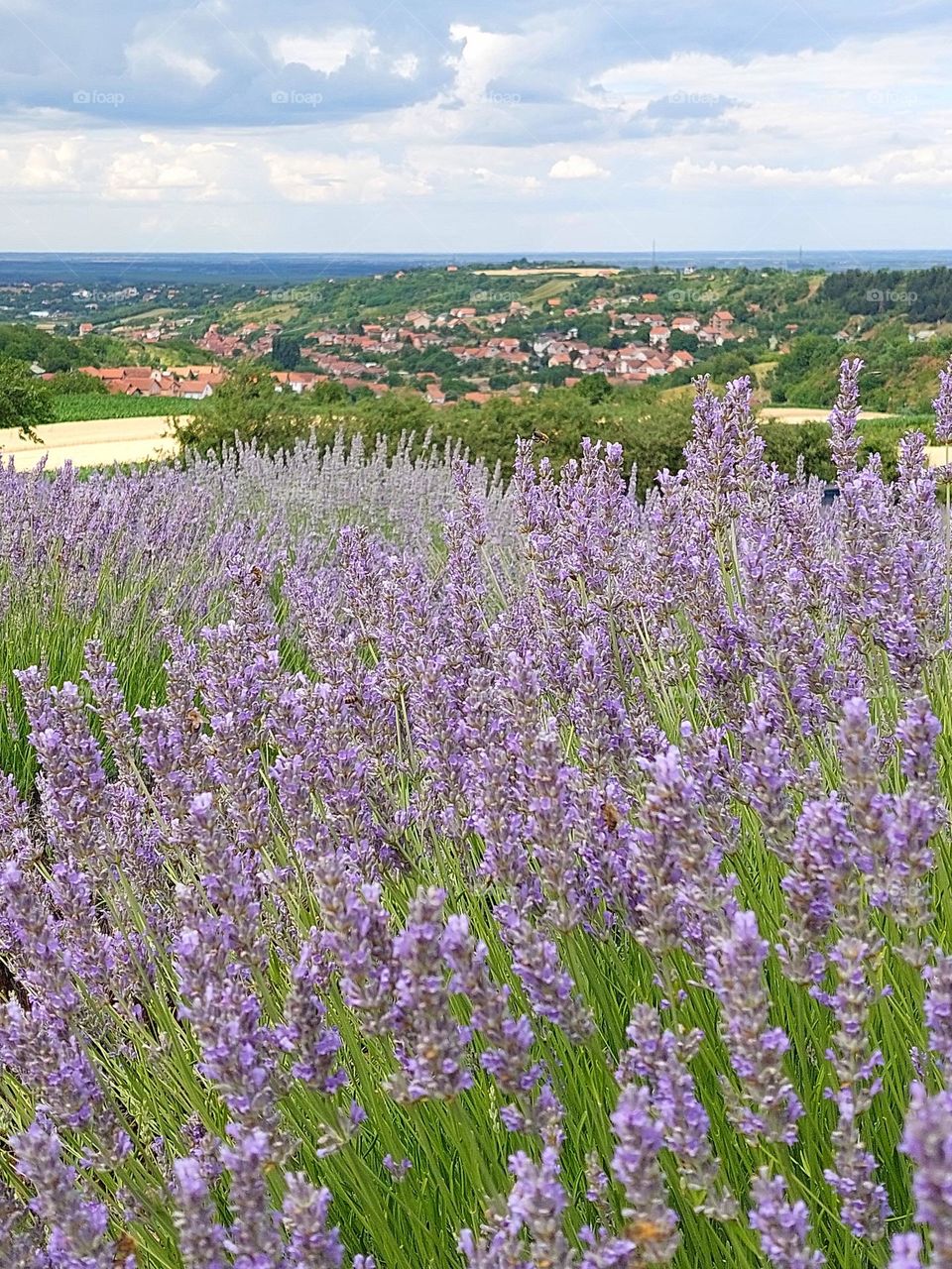 A lavender field in bloom on a hill.  Summer landscape with a view into the distance