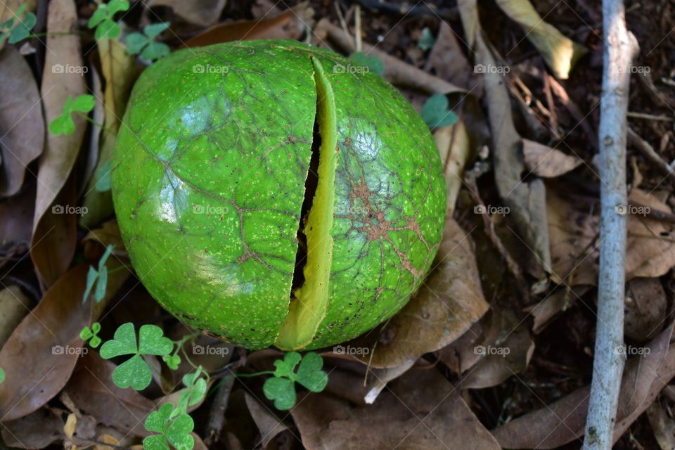 Cracked Avocado Fruit