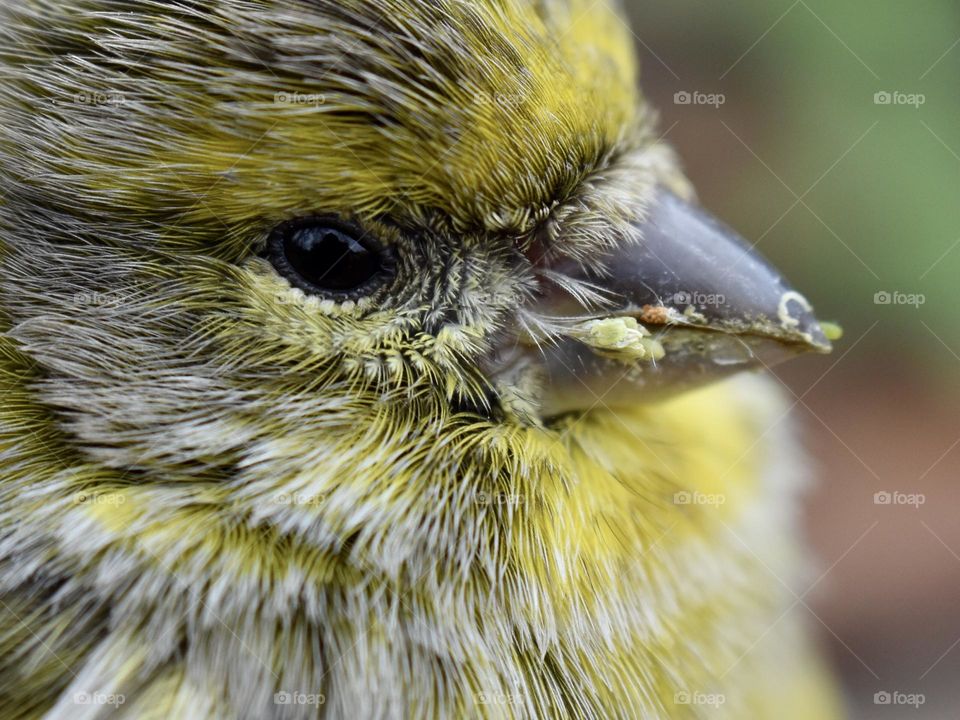 Closeup of bird's eye