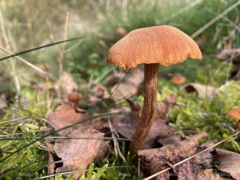 Treasures of the forest 