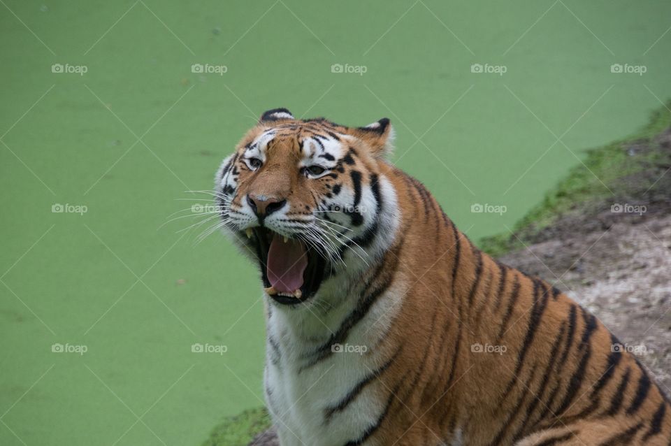 Tiger 