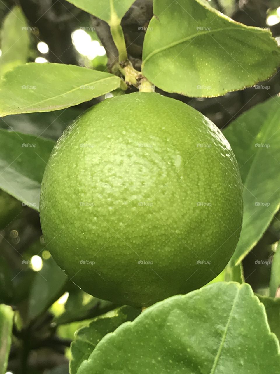 Perfect lime