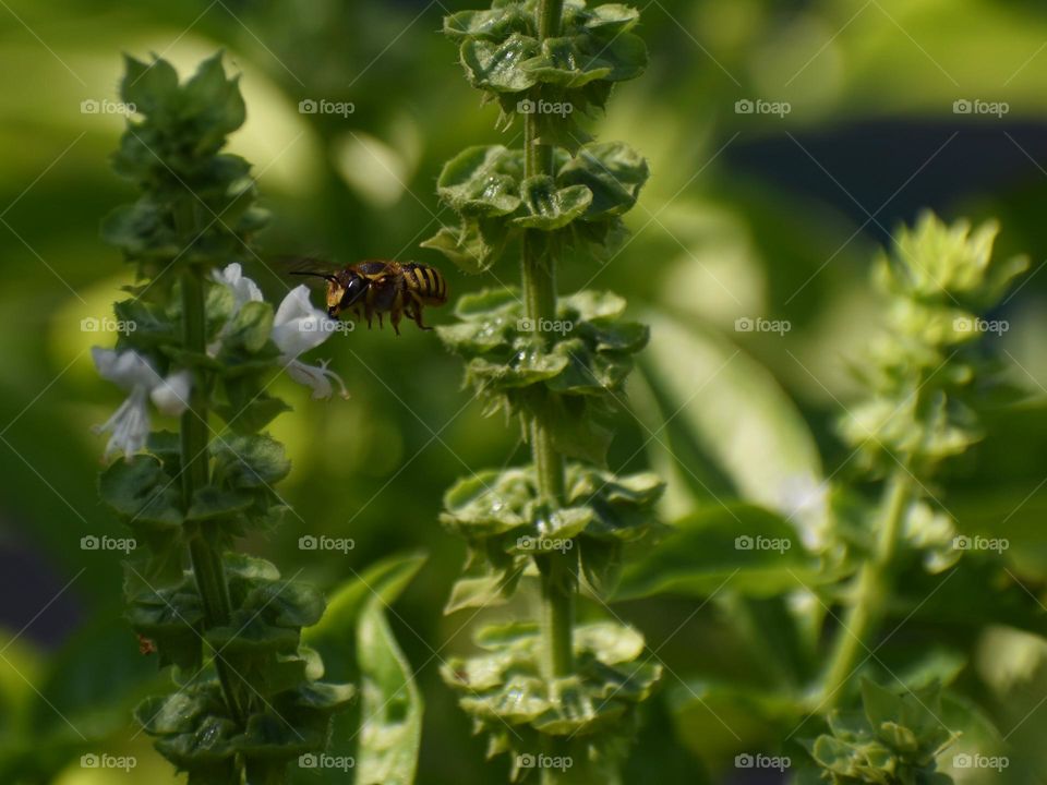 flying bee near basil plant