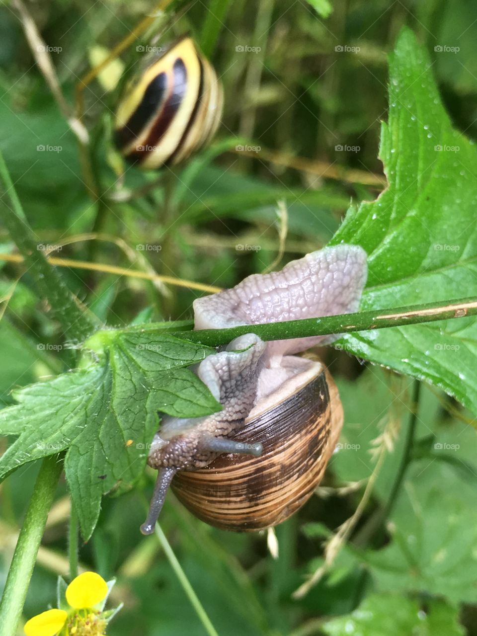 Upside down snail