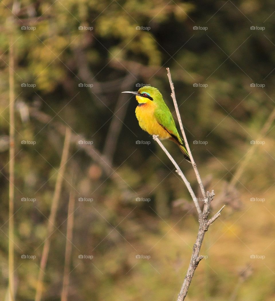white- fronted bee eater