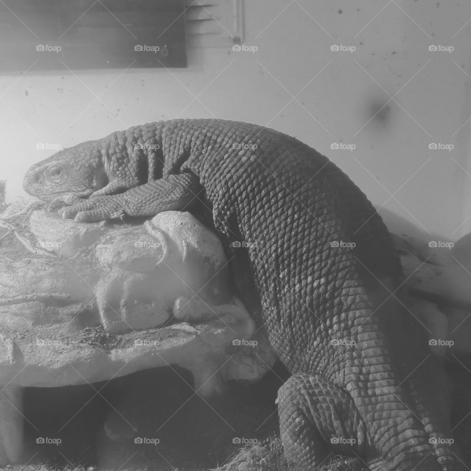 savannah monitor in black and white