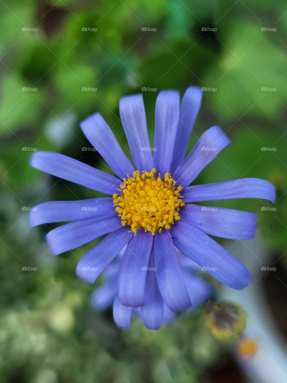 In spring, a kaleidoscope of colors comes alive. A profusion of flowers in every shade—crimson tulips, lavender hyacinths, and snow-white magnolias—transform the landscape into a breathtakingly vivid masterpiece.