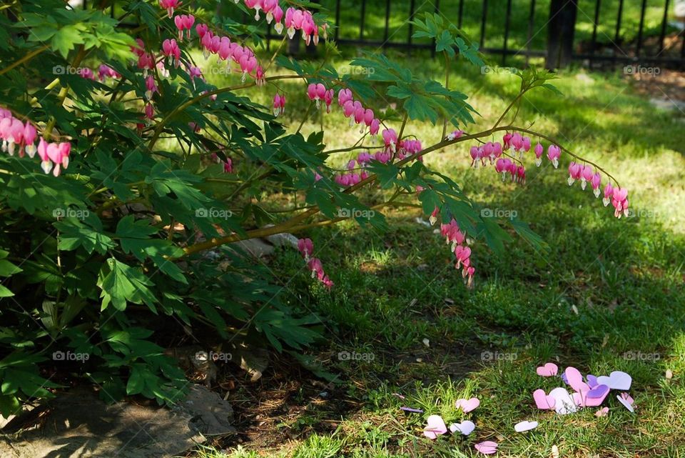 Bleeding Hearts