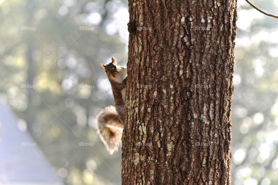Squirrel climbing tree