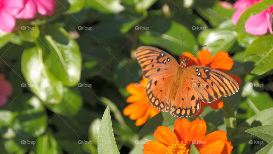 Beautiful Butterfly on Fall Flowers