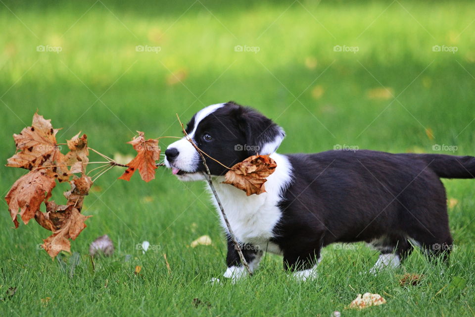 Grass, Mammal, Dog, Animal, Field