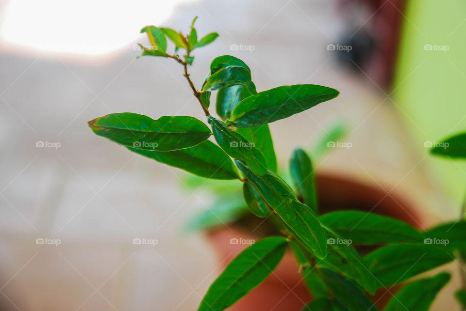 Close-up of green plants