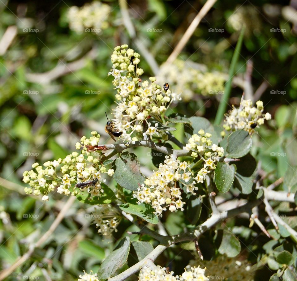 Critters On Wildflowers