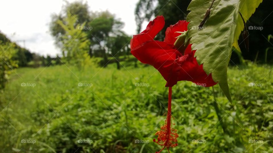 Red Lily.  At the beginning stage of Photography,  I used to love Macro Shot very much than I do these days. It is one of the best outcome from those days.  This is shot on my Lumia 920 windows phone. 😊