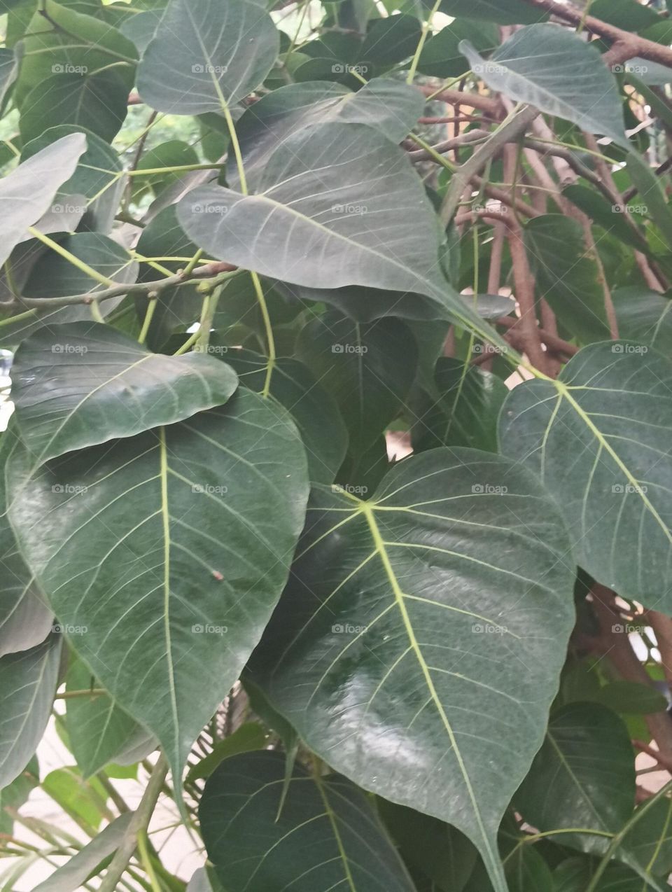 Leaves