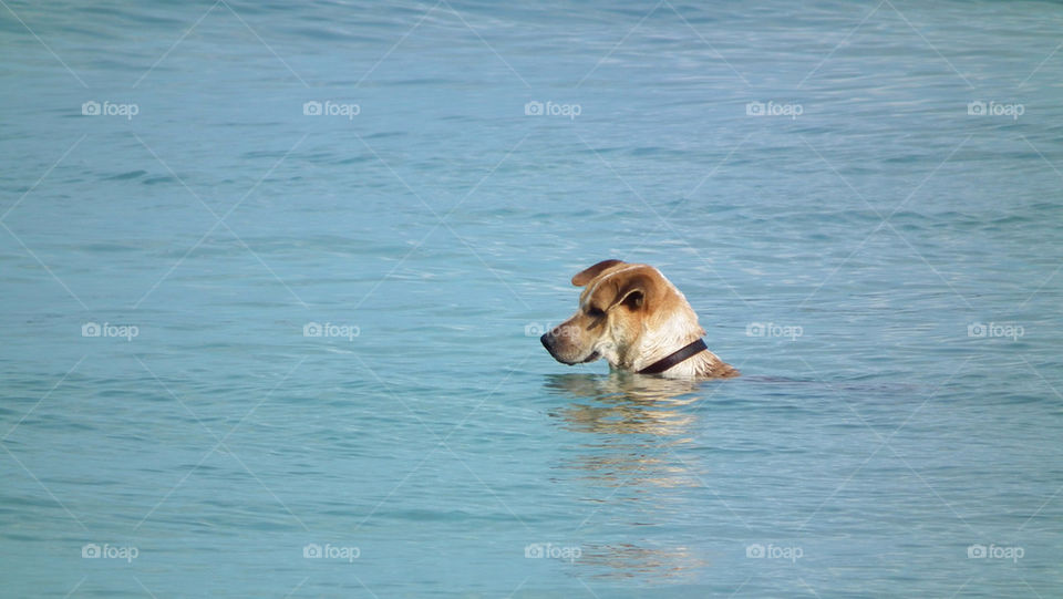 Swimming dog at ko phangan Thailand
