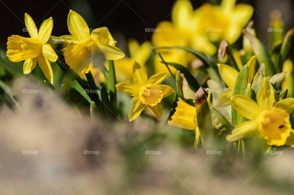Narcisseae in garden