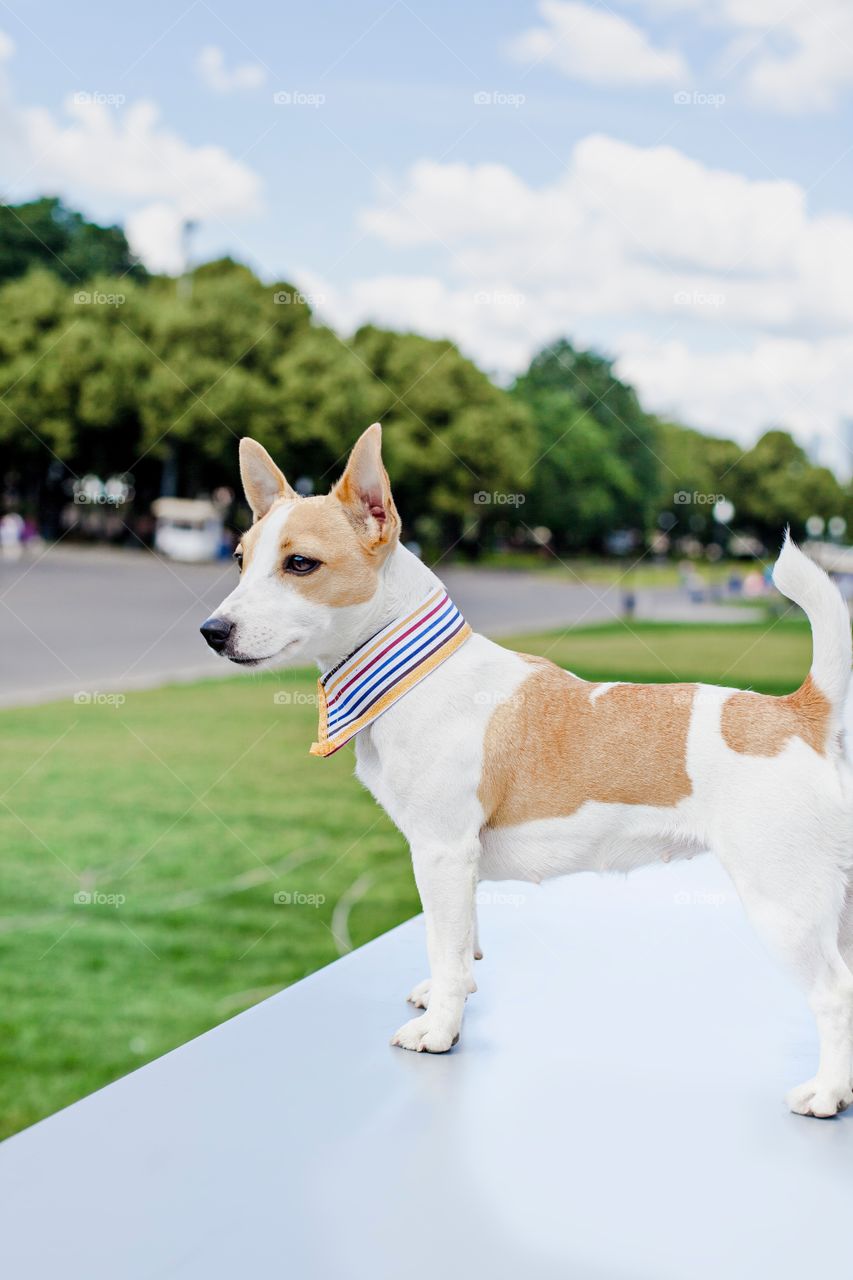 Dog, Mammal, Portrait, No Person, Canine