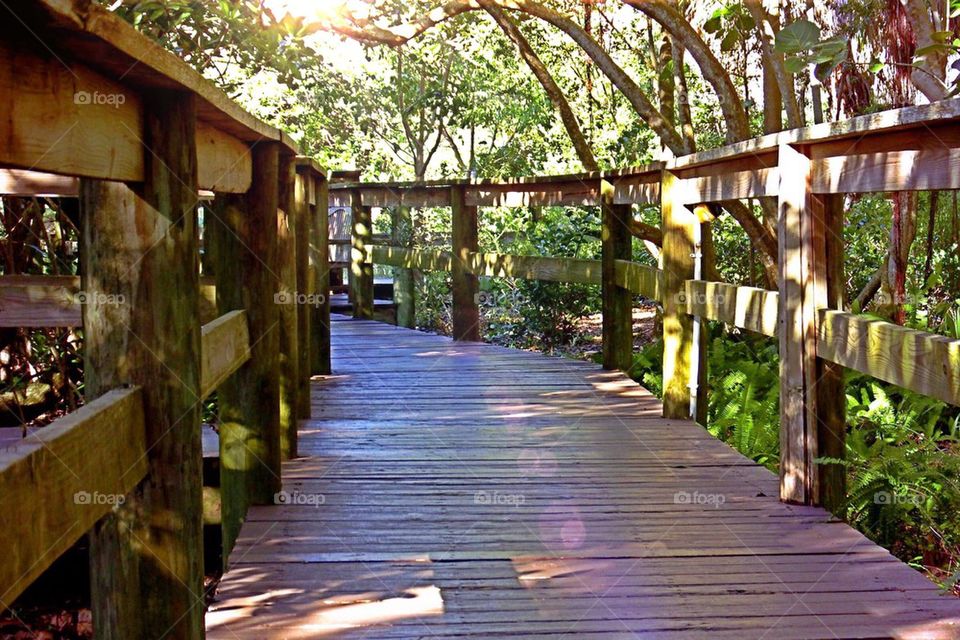 Boardwalk in the wetlands