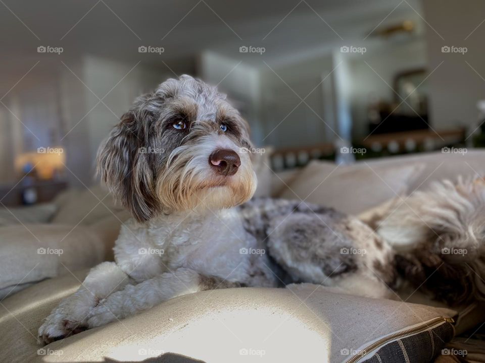 hank the aussiedoodle