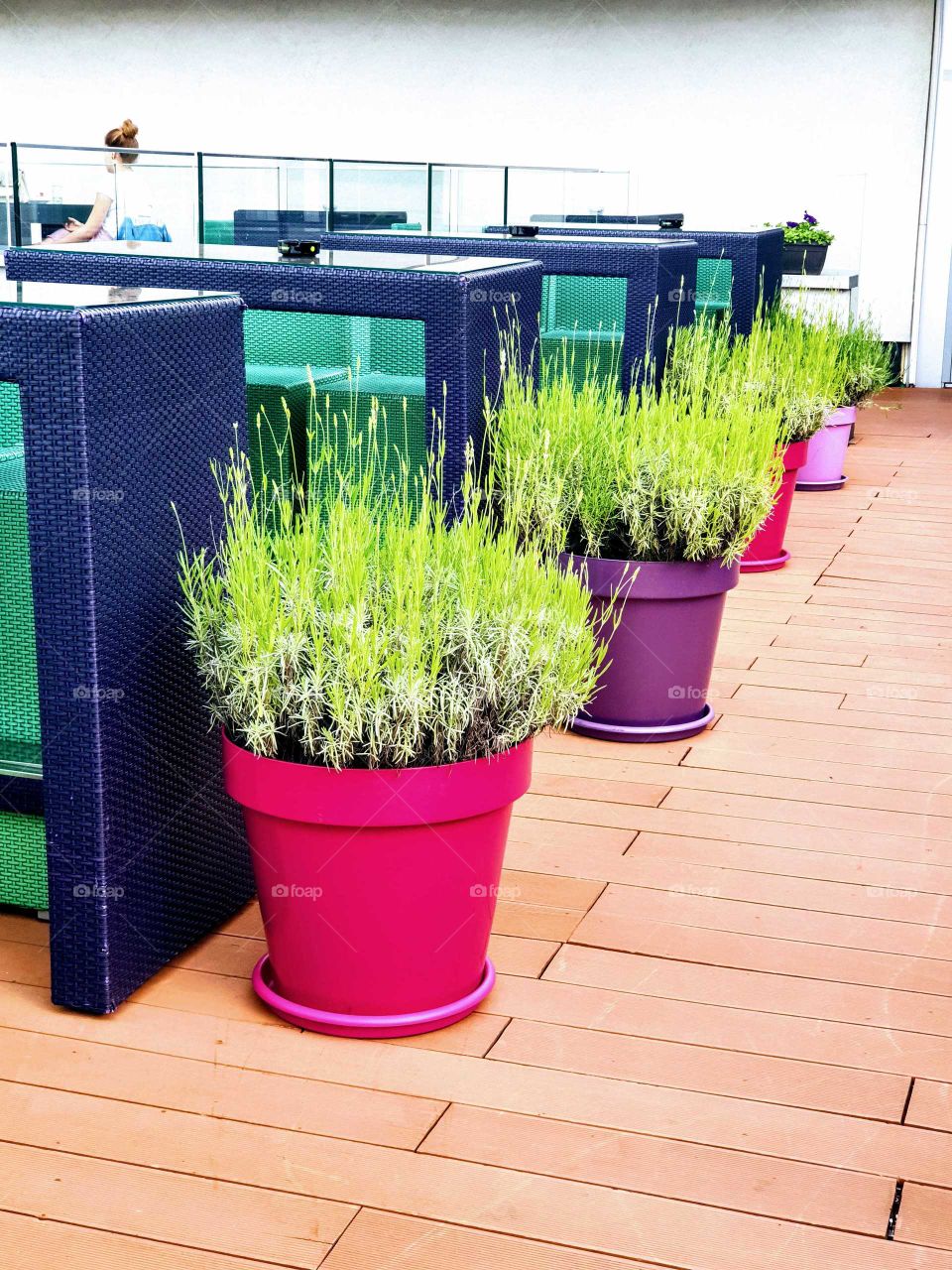 Lavander in pots