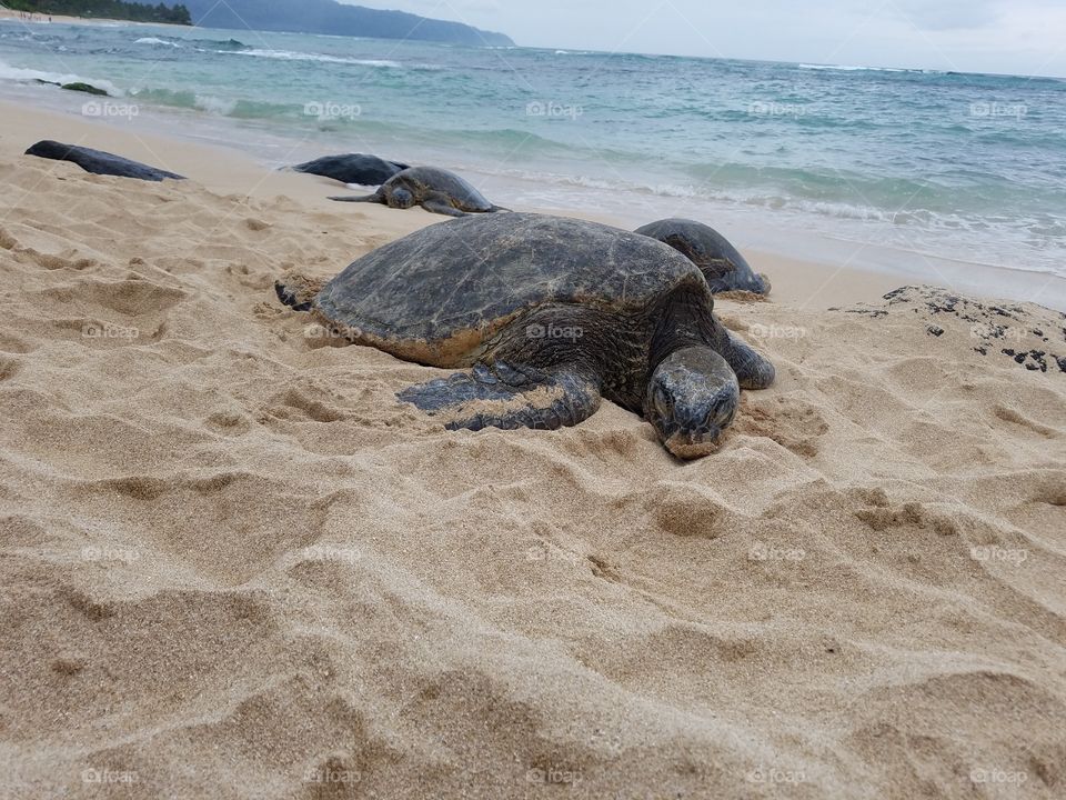 Turtles basking on a sandy beach
