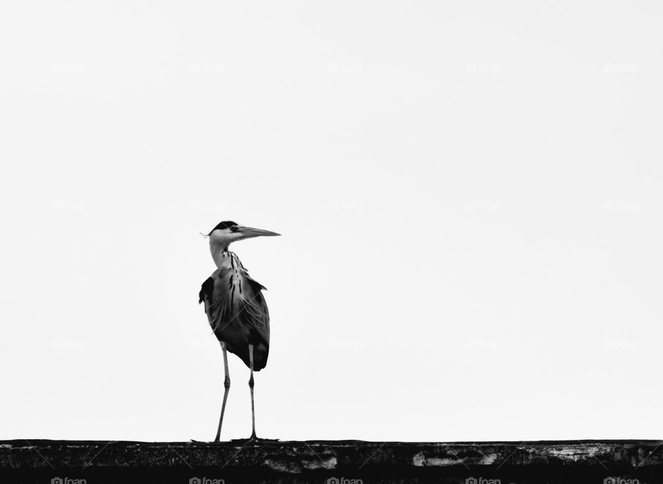 bird sitting on the wall looking at my camera