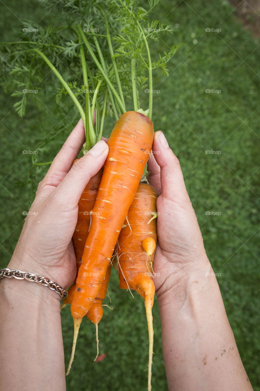 Organic carrots 