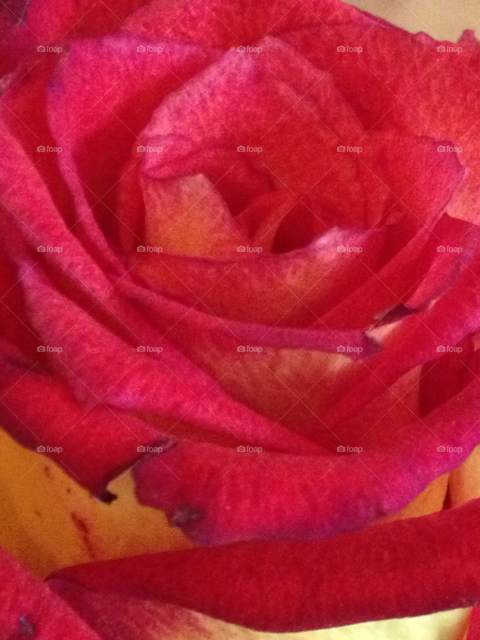 red love romantic rose by terriewarren