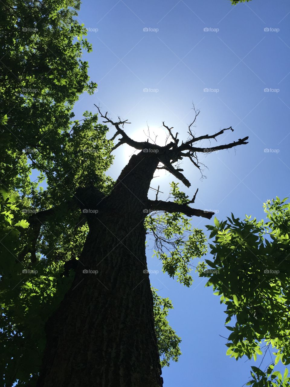 A large old tree holding blocking the sun. 