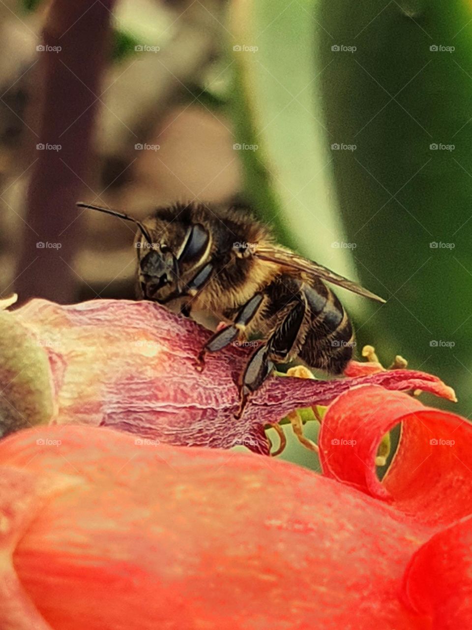 Nature’s Tiny Hero: A Bee’s Dance on Blooming Petals