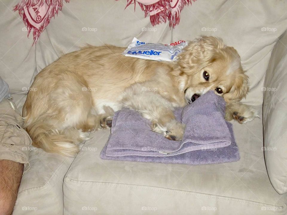 A cocker spaniel mix laying on a purple towel and couch with an ice pack on his back. There is a red and white throw blanket above him. 