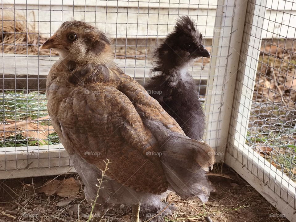 Easter Egger and Silkie bantam chicks