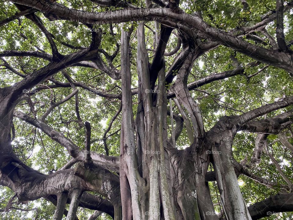 A large banyan tree 