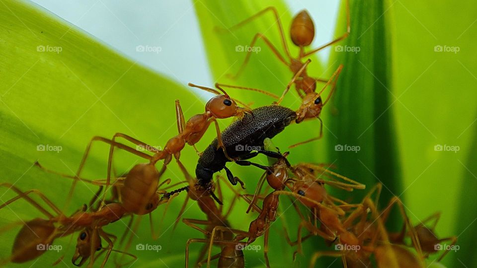 Ants catching an insect