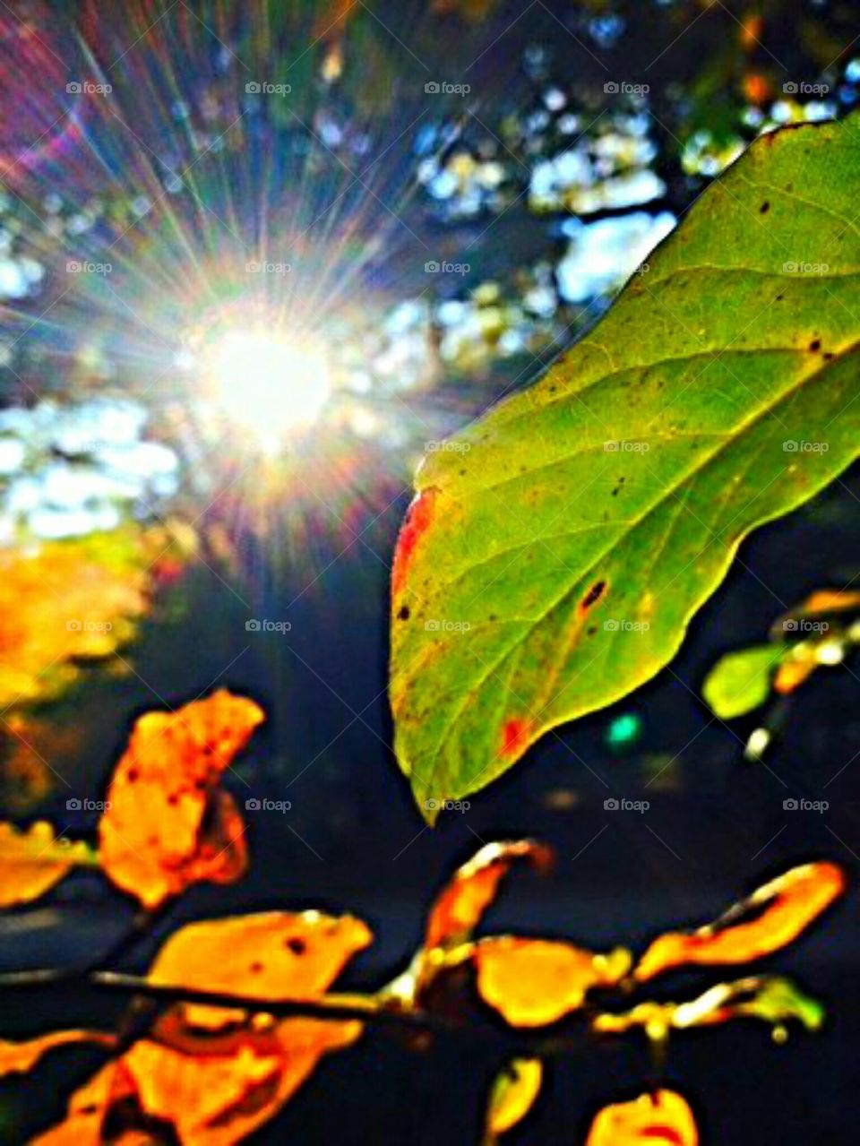 Sunlight By a Leaf