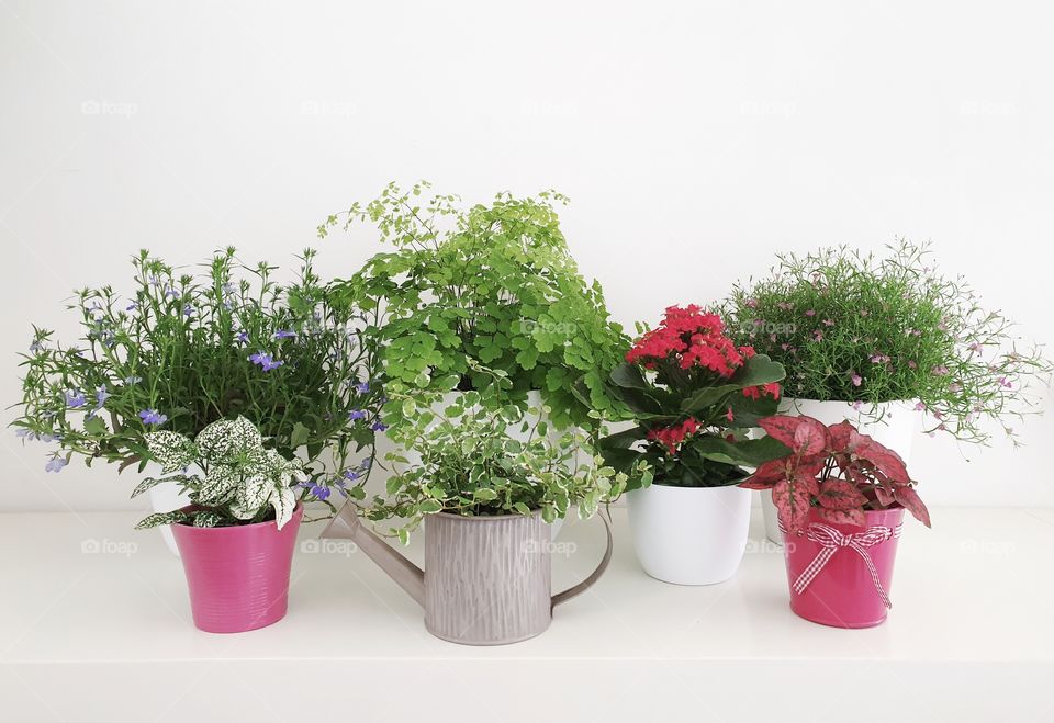 House plant collection