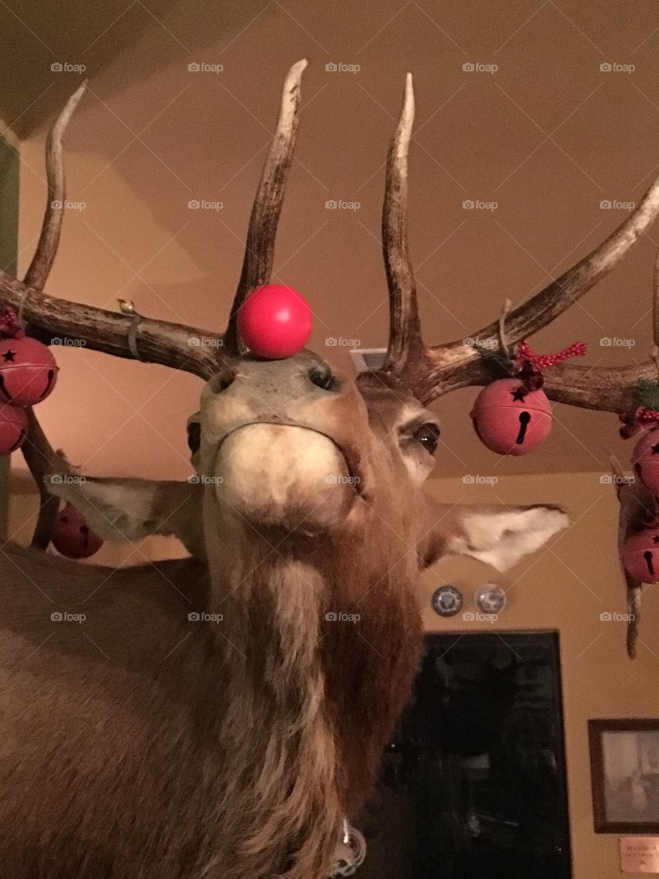 Rudolph