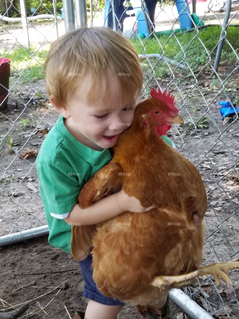chicken love